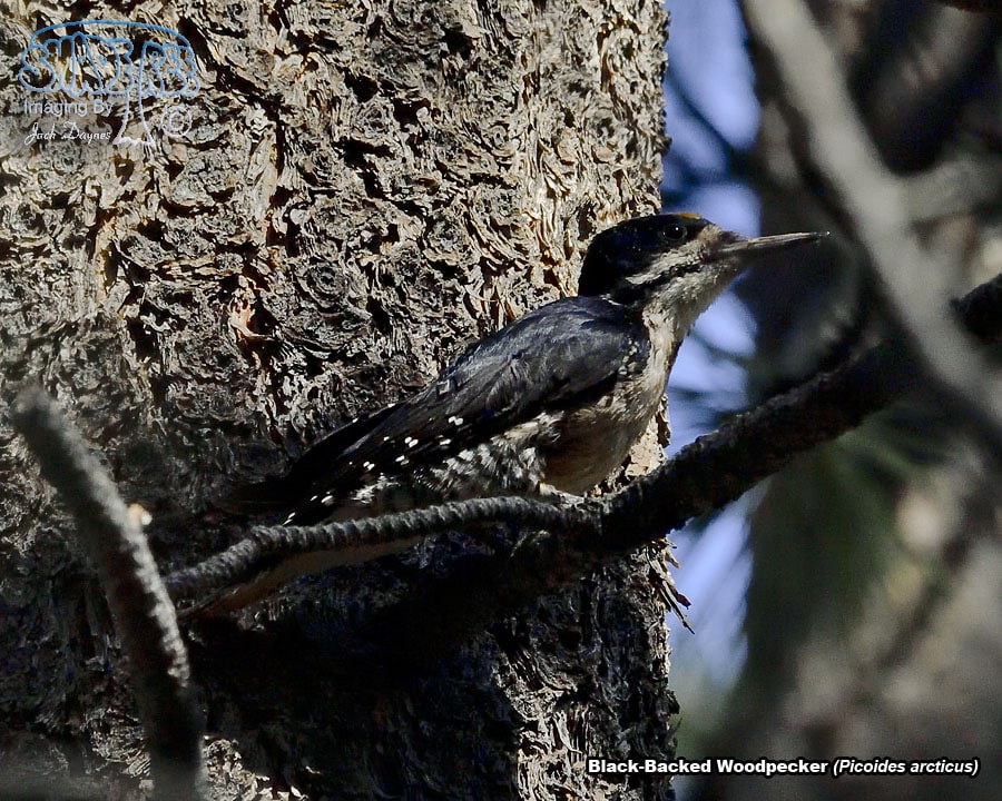 Black-Backed Woodpecker - Picoides arcticus