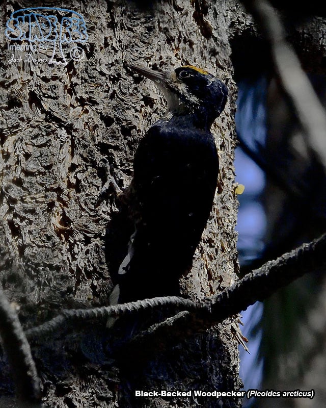 Black-Backed Woodpecker - Picoides arcticus
