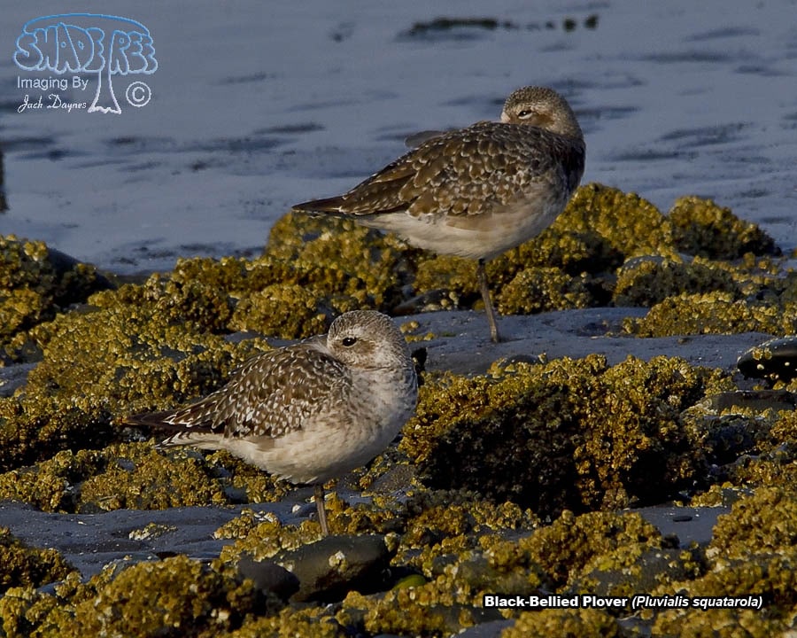 Black-Bellied Plover - Pluvialis squatarola