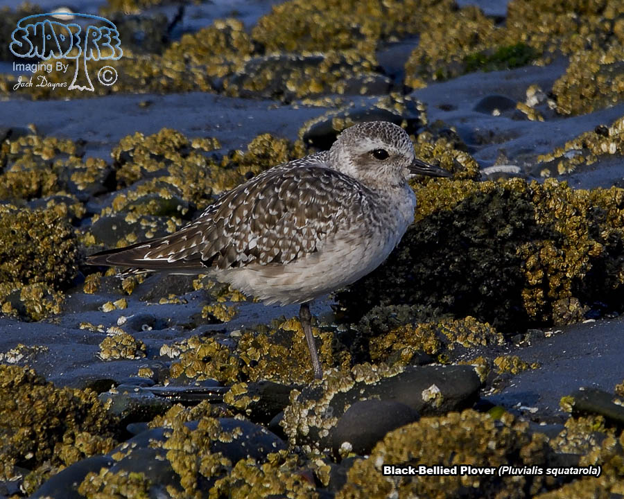 Black-Bellied Plover - Pluvialis squatarola