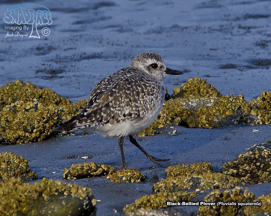 Black-Bellied Plover - Pluvialis squatarola