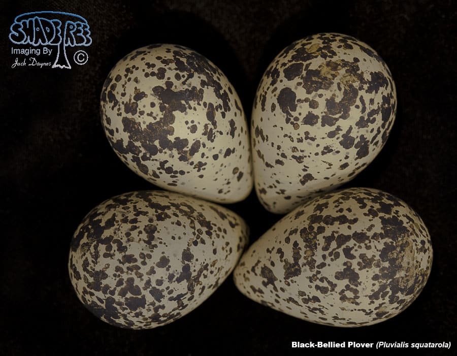 Black-Bellied Plover - Pluvialis squatarola