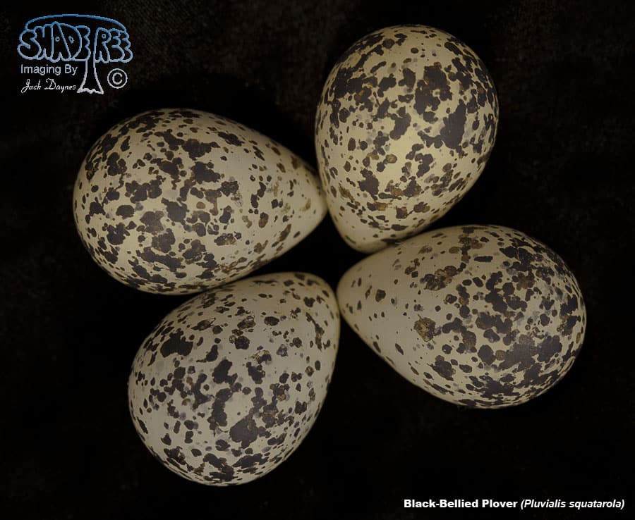 Black-Bellied Plover - Pluvialis squatarola