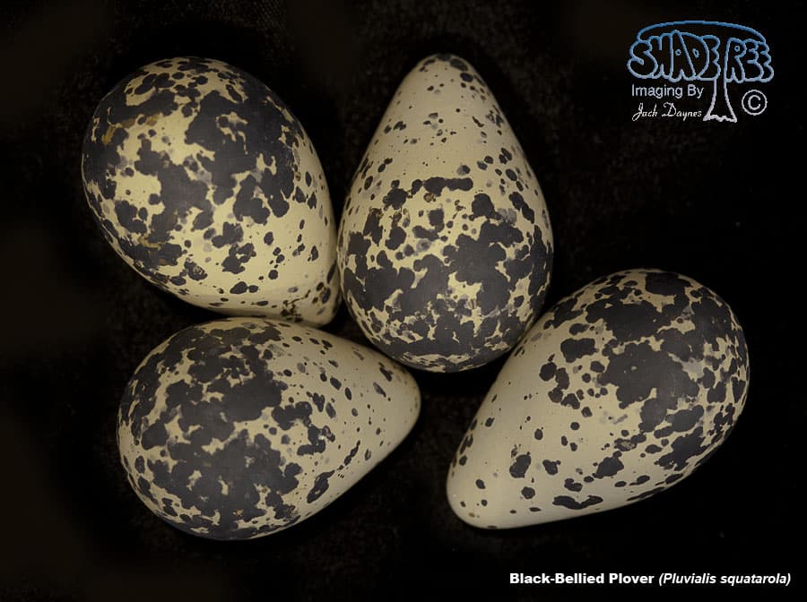 Black-Bellied Plover - Pluvialis squatarola