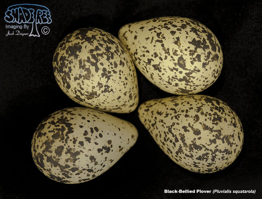 Black-Bellied Plover - Pluvialis squatarola