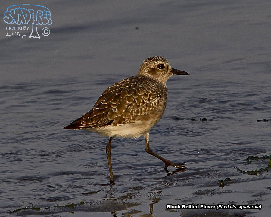 Black-Bellied Plover - Pluvialis squatarola