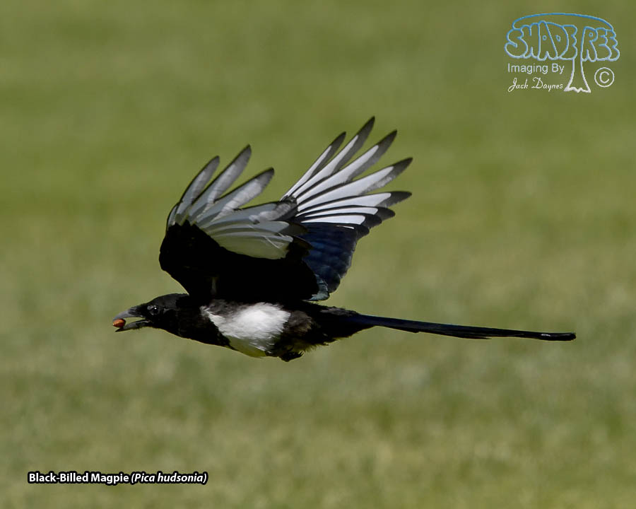 Black-Billed Magpie - Pica hudsonia