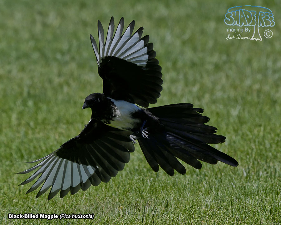 Black-Billed Magpie - Pica hudsonia