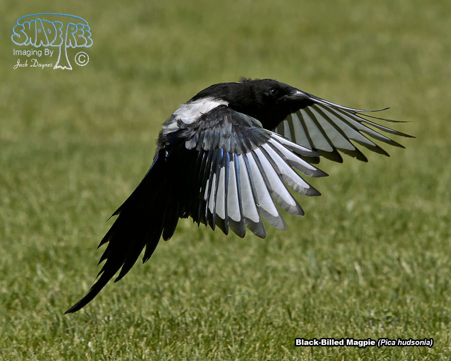 Black-Billed Magpie - Pica hudsonia