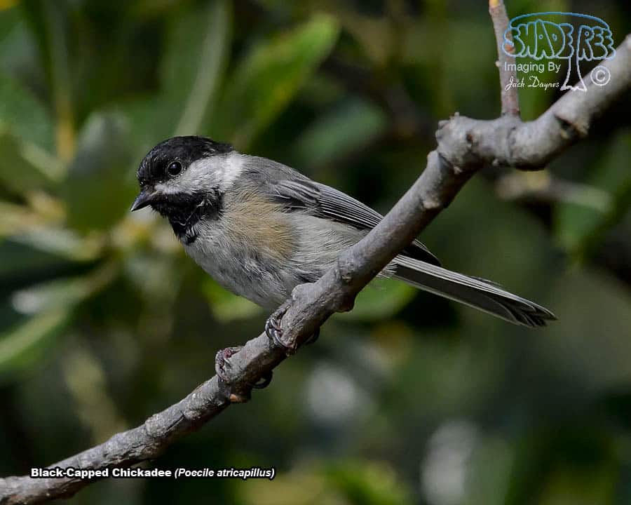 Black-Capped Chickadee - Poecile atricapillus
