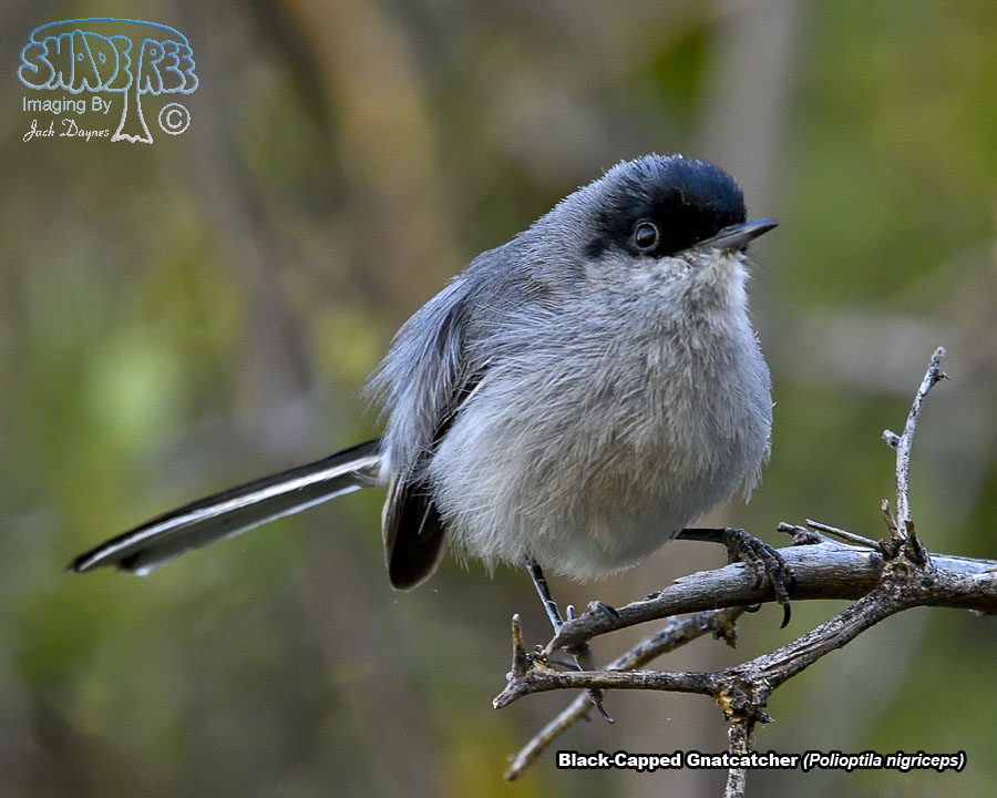 Black-Capped Gnatcatcher - Polioptila nigriceps