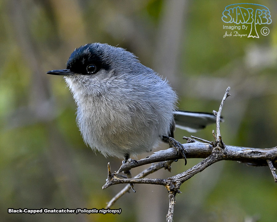 Black-Capped Gnatcatcher - Polioptila nigriceps