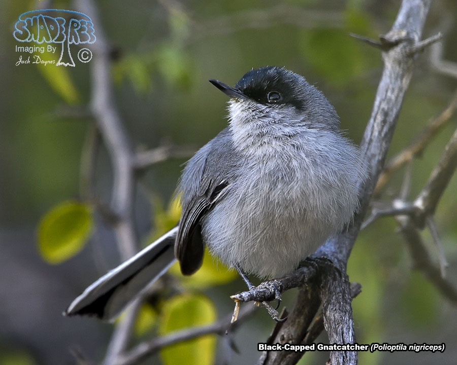 Black-Capped Gnatcatcher - Polioptila nigriceps