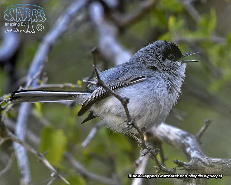 Black-Capped Gnatcatcher - Polioptila nigriceps