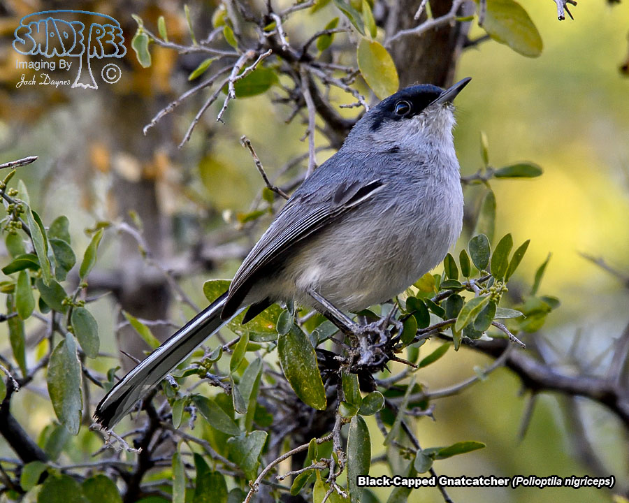 Black-Capped Gnatcatcher - Polioptila nigriceps