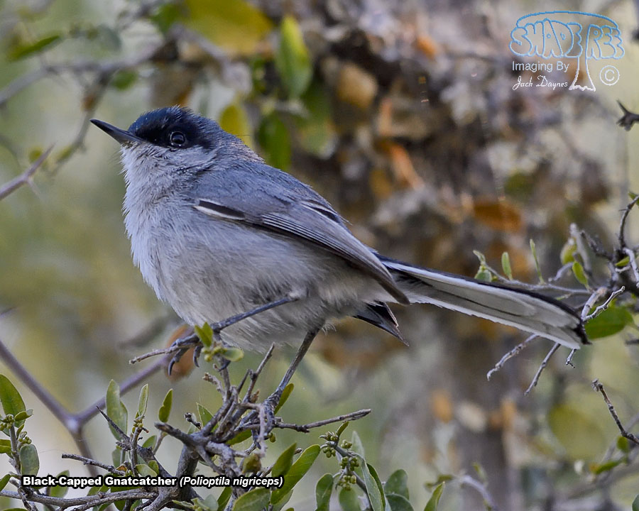 Black-Capped Gnatcatcher - Polioptila nigriceps