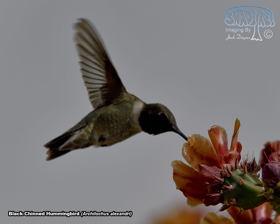 Black-Chinned Hummingbird - Archilochus alexandri