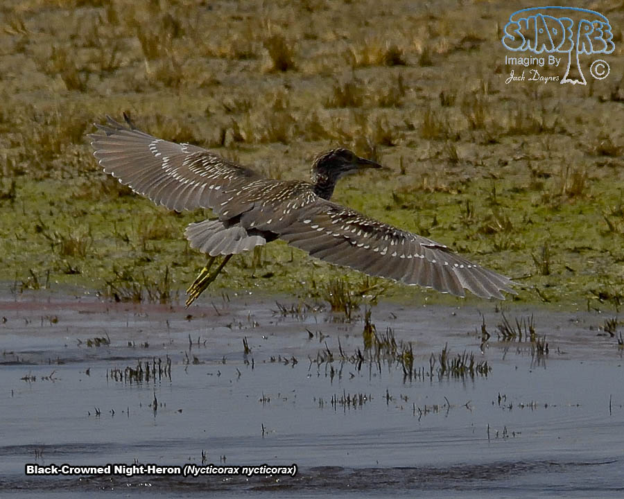 Black-Crowned Night-Heron - Nycticorax nycticorax