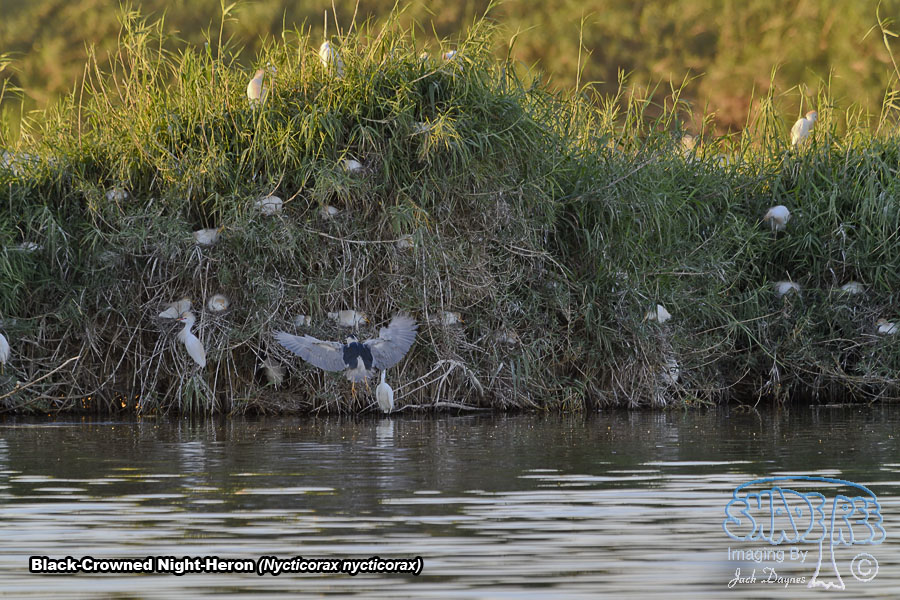 Black-Crowned Night-Heron - Nycticorax nycticorax
