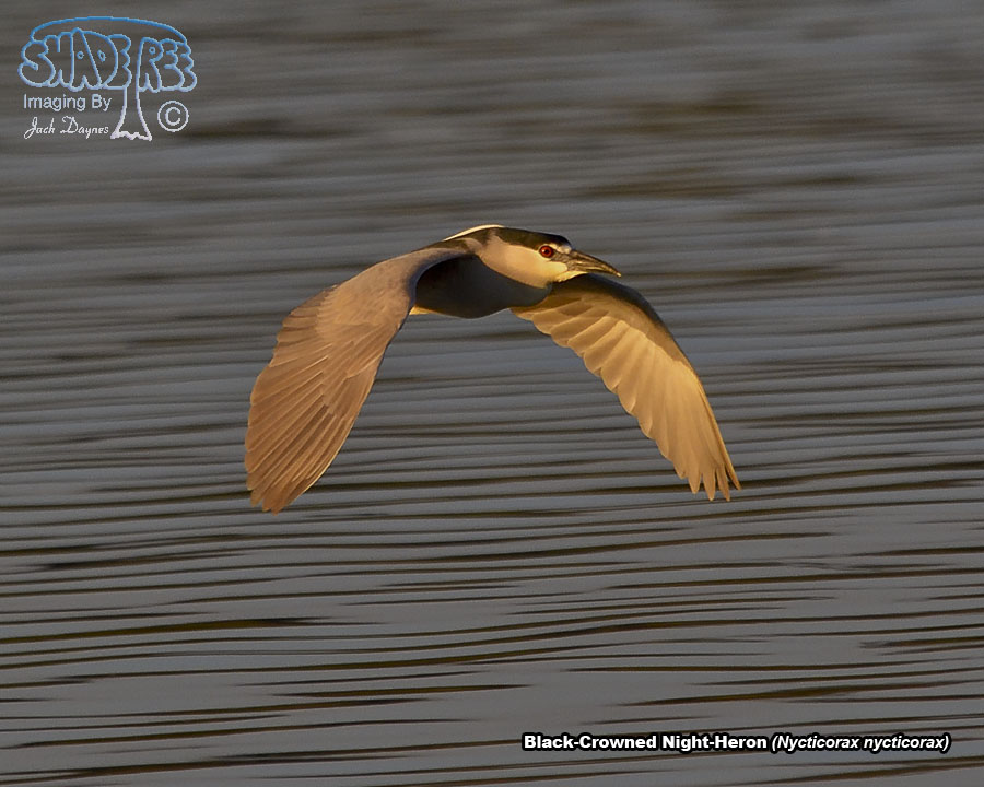Black-Crowned Night-Heron - Nycticorax nycticorax