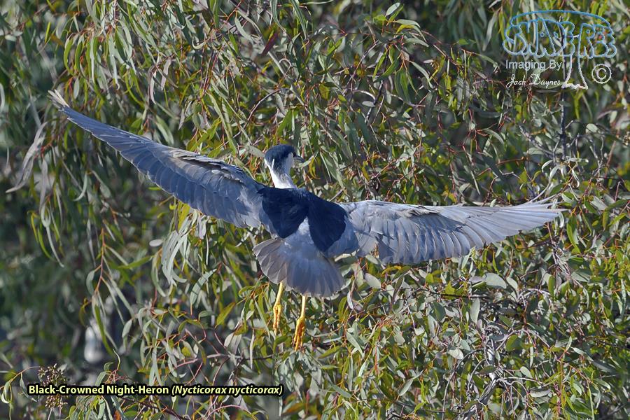 Black-Crowned Night-Heron - Nycticorax nycticorax