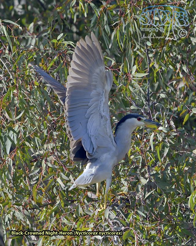 Black-Crowned Night-Heron - Nycticorax nycticorax