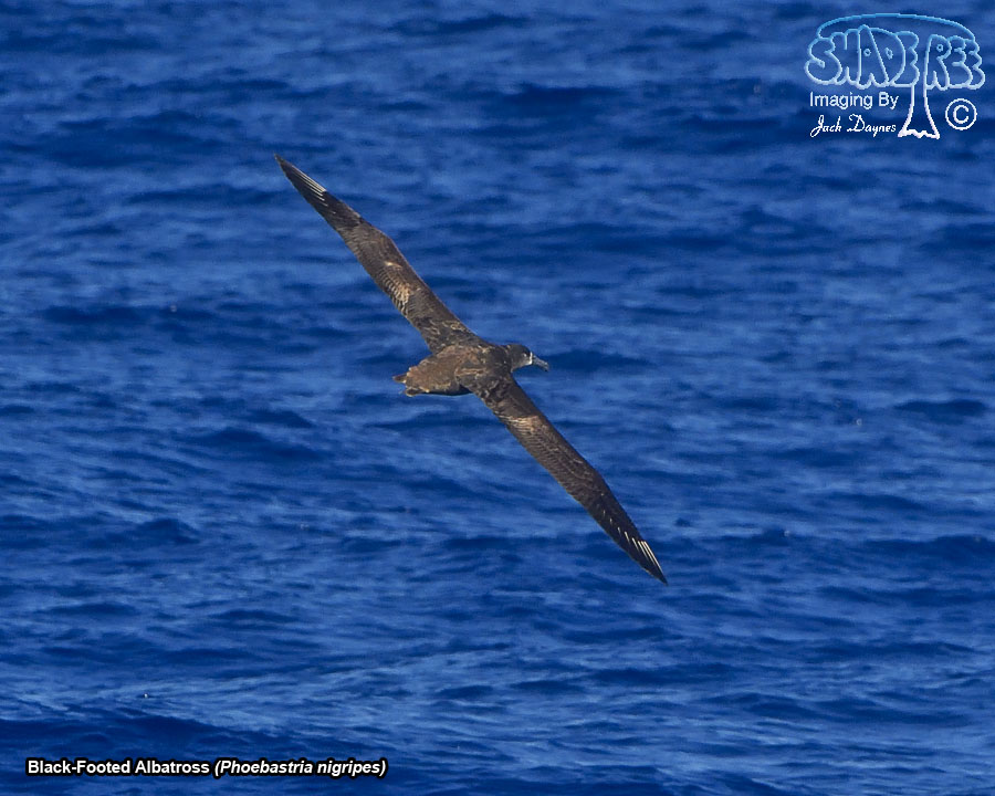 Black-Footed Albatross - Phoebastria nigripes