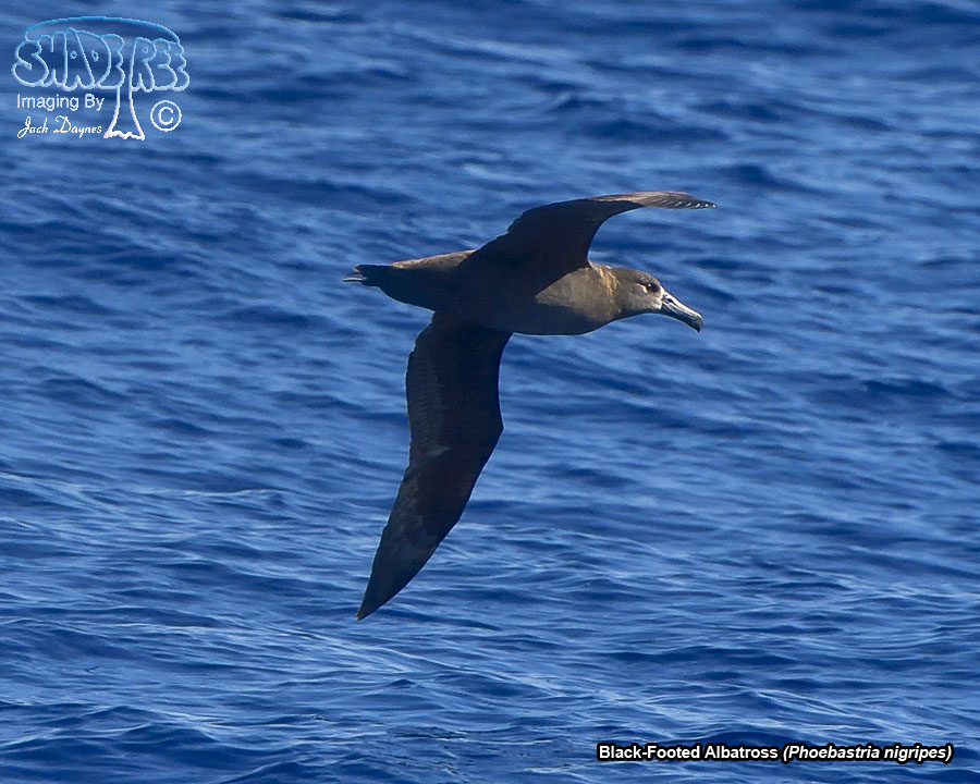 Black-Footed Albatross - Phoebastria nigripes