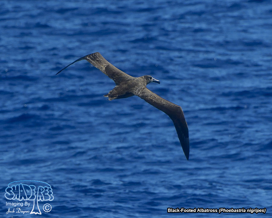 Black-Footed Albatross - Phoebastria nigripes