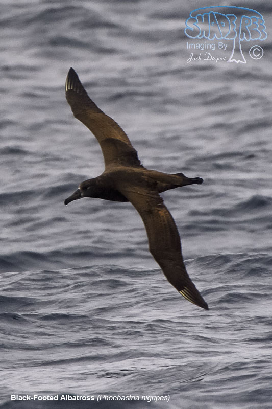 Black-Footed Albatross - Phoebastria nigripes