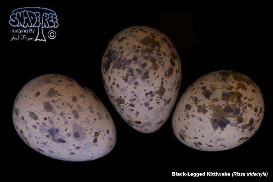 Black-Legged Kittiwake - Rissa tridactyla