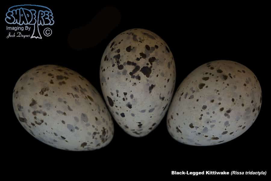 Black-Legged Kittiwake - Rissa tridactyla