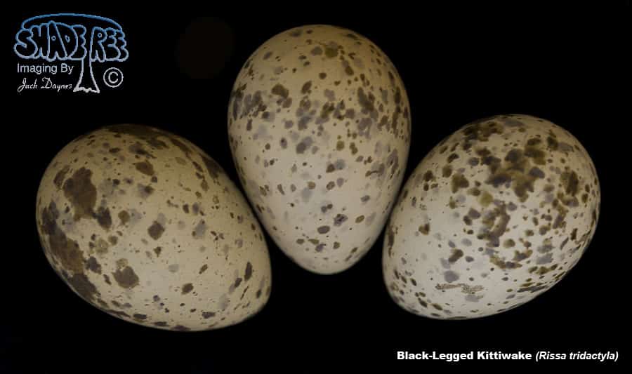Black-Legged Kittiwake - Rissa tridactyla