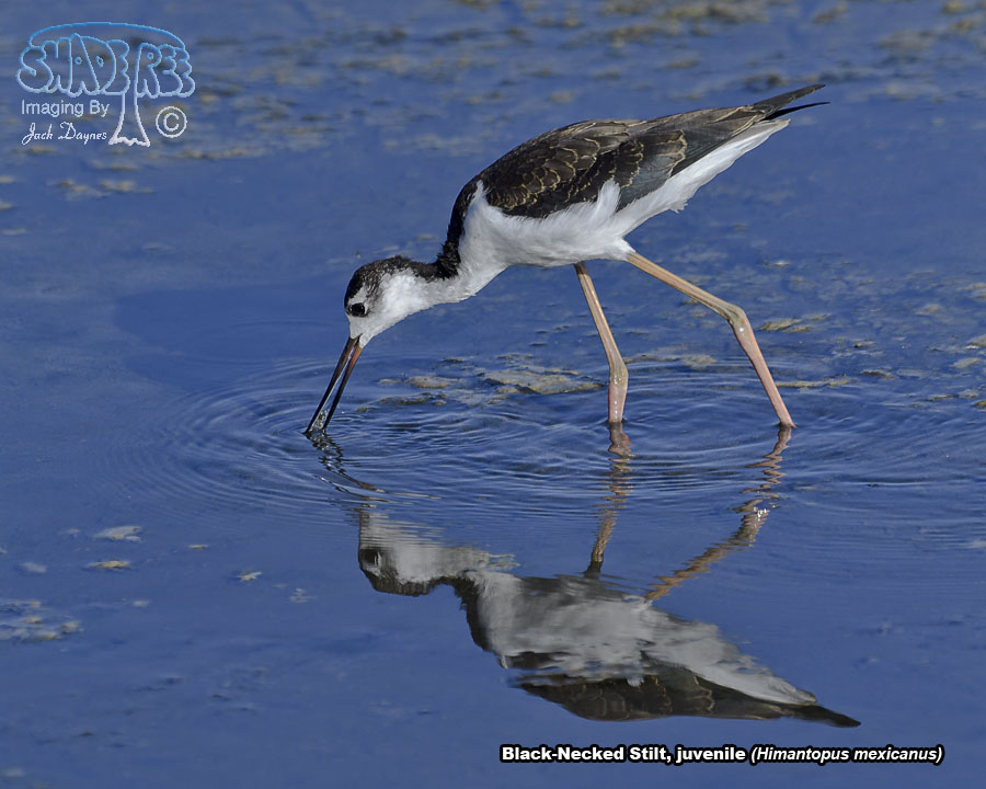 Black-Necked Stilt - Himantopus mexicanus