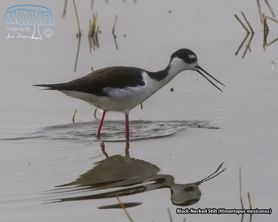 Black-Necked Stilt - Himantopus mexicanus