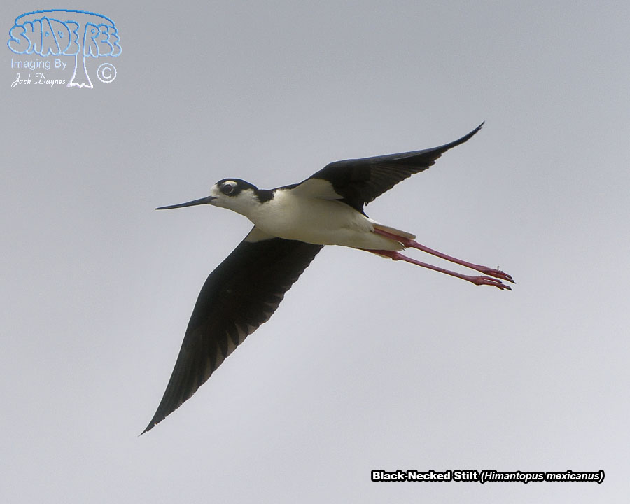 Black-Necked Stilt - Himantopus mexicanus