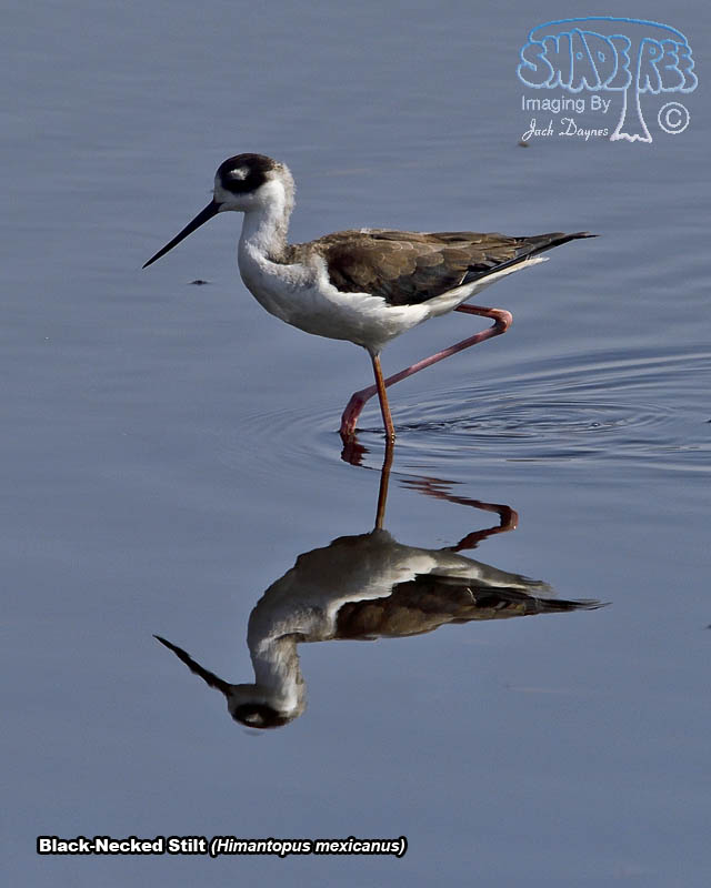Black-Necked Stilt - Himantopus mexicanus
