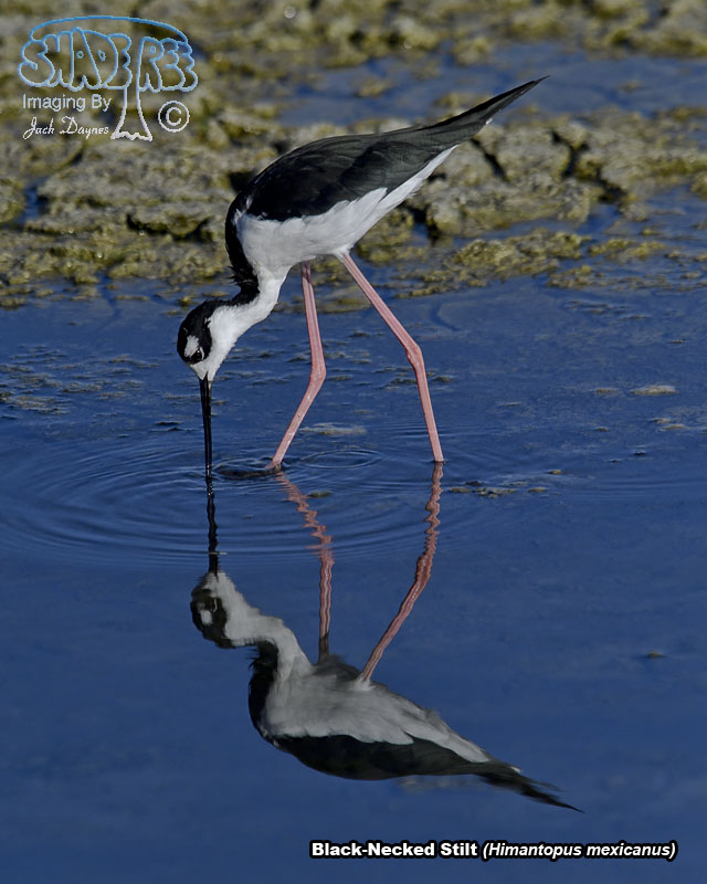 Black-Necked Stilt - Himantopus mexicanus