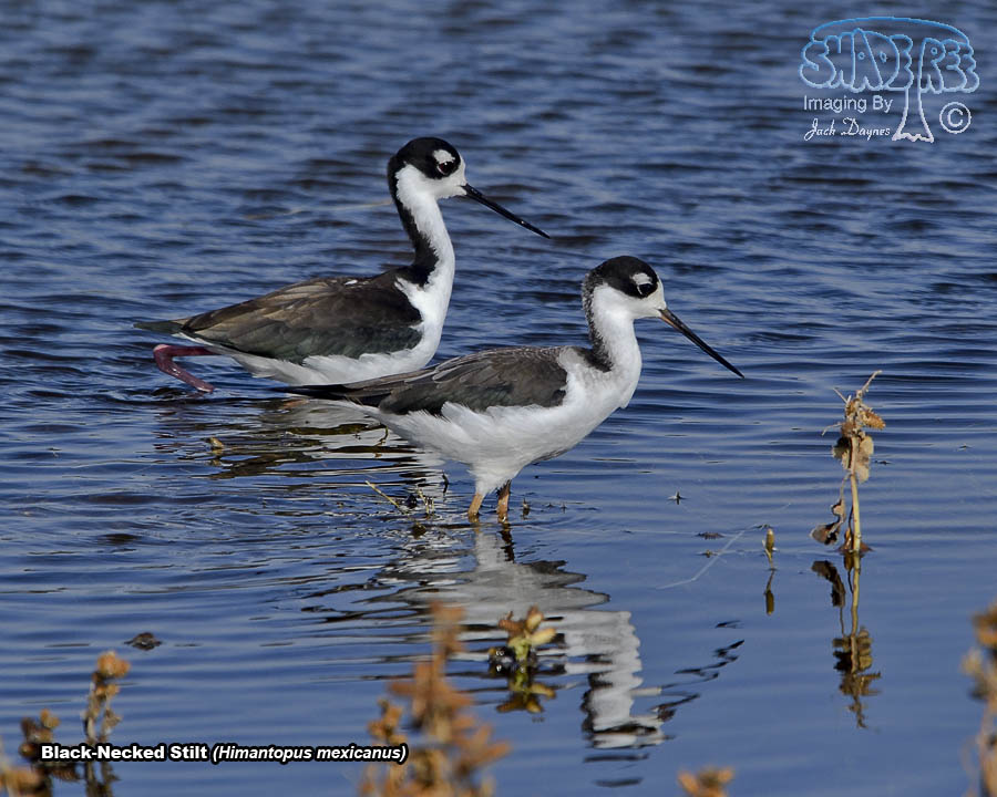 Black-Necked Stilt - Himantopus mexicanus