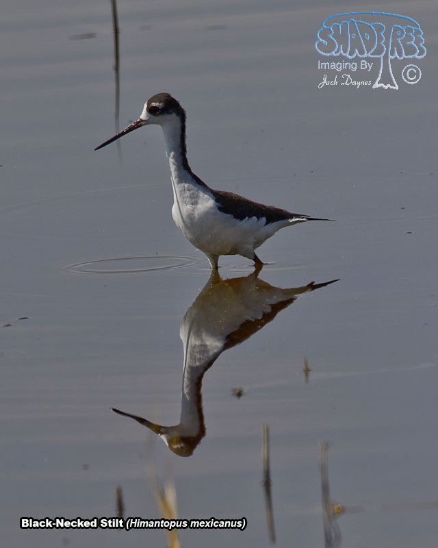 Black-Necked Stilt - Himantopus mexicanus