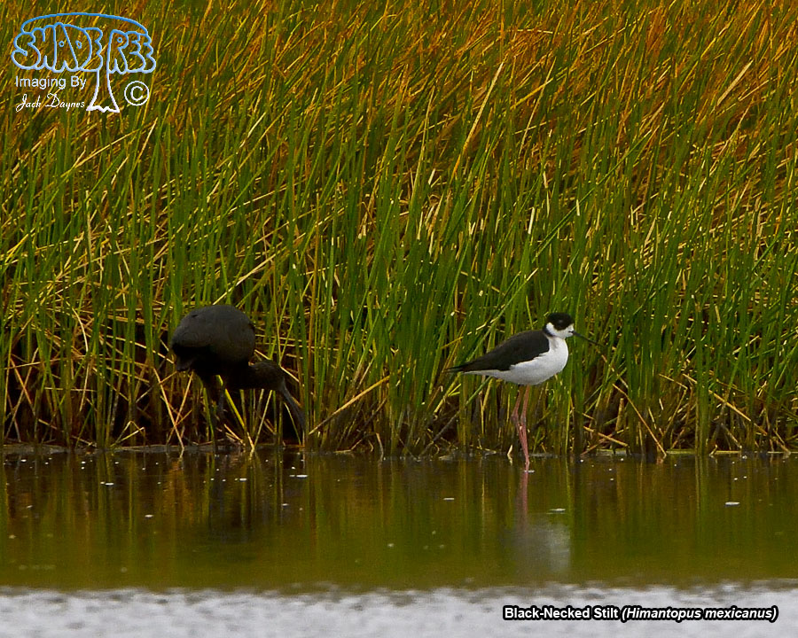 Black-Necked Stilt - Himantopus mexicanus