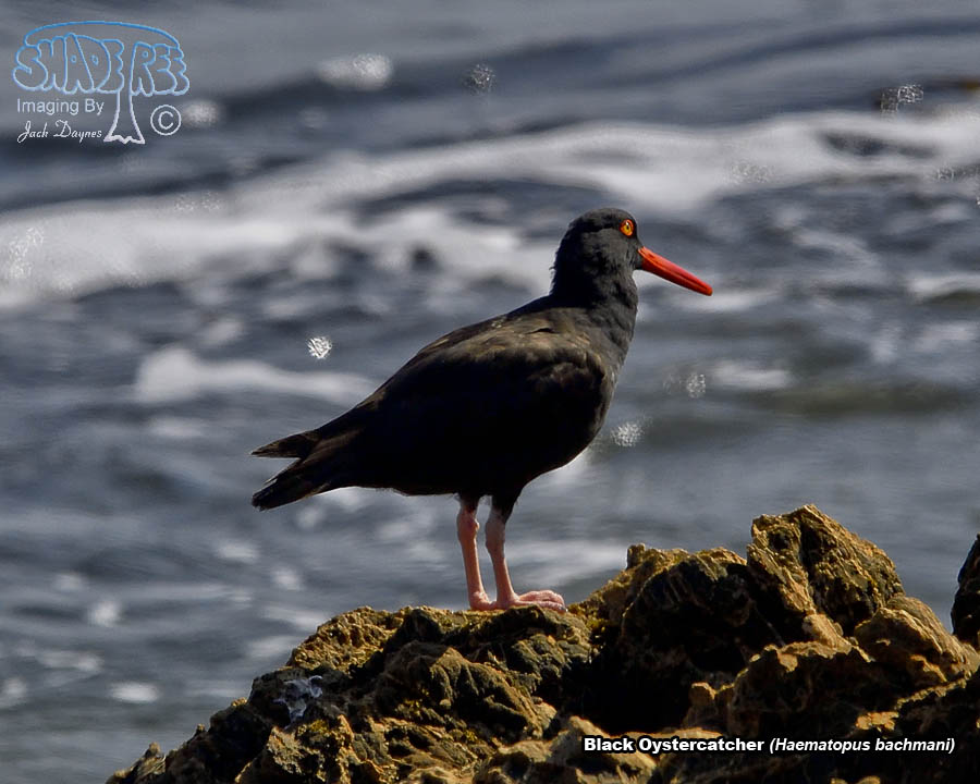 Black Oystercatcher - Haematopus bachmani