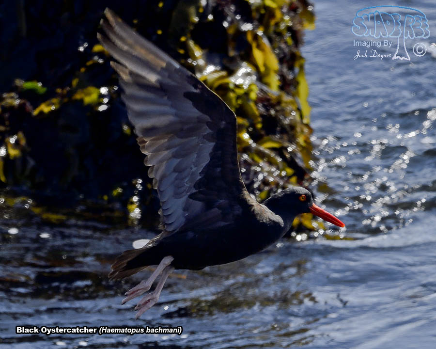 Black Oystercatcher - Haematopus bachmani