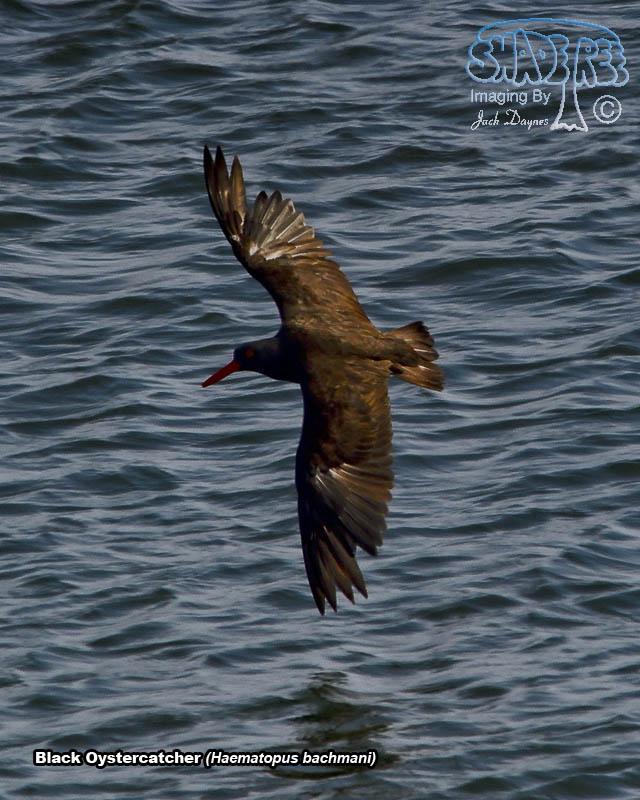 Black Oystercatcher - Haematopus bachmani