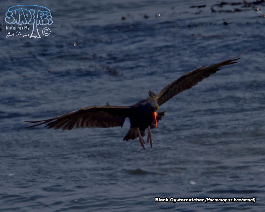 Black Oystercatcher - Haematopus bachmani