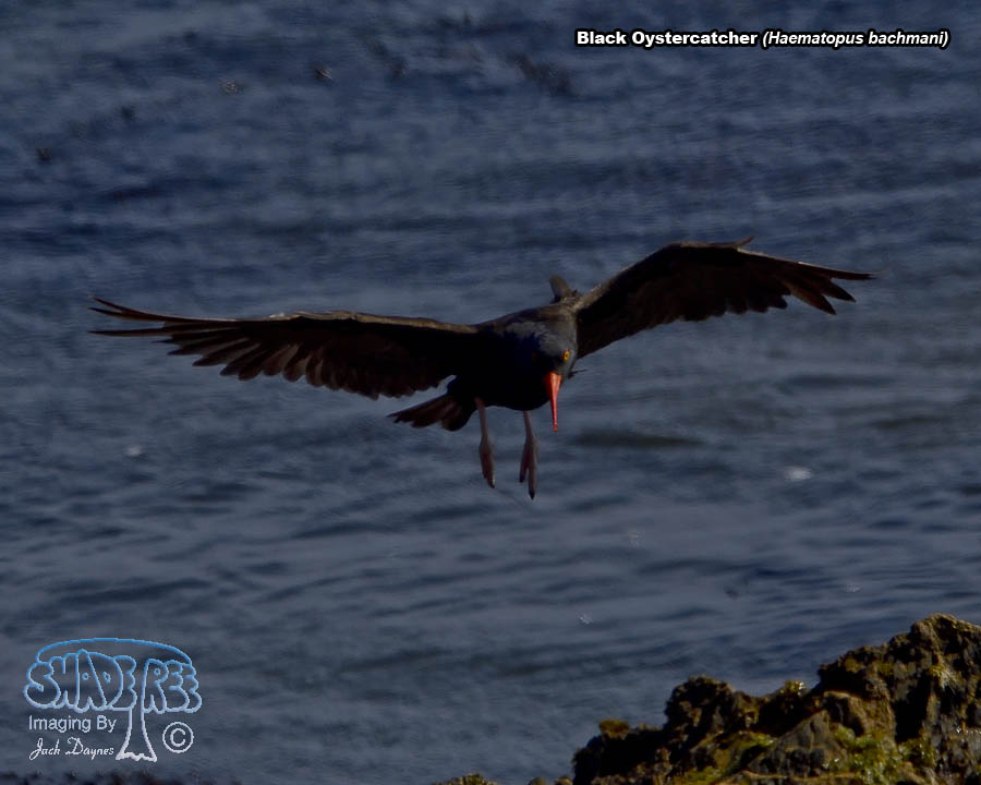 Black Oystercatcher - Haematopus bachmani