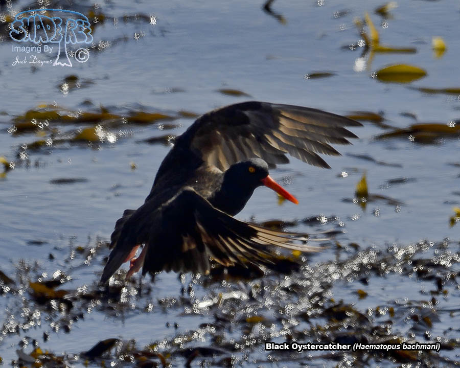 Black Oystercatcher - Haematopus bachmani