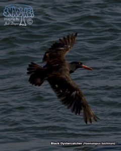 2017-09-16 San Simeon and North