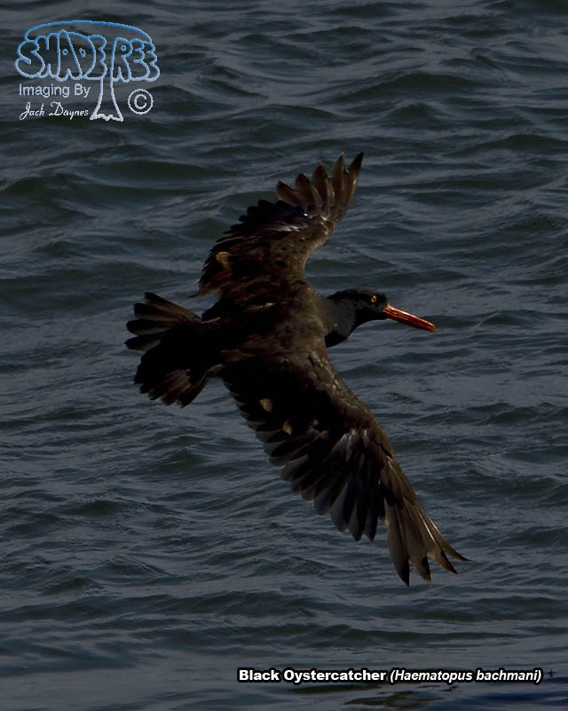 Black Oystercatcher - Haematopus bachmani