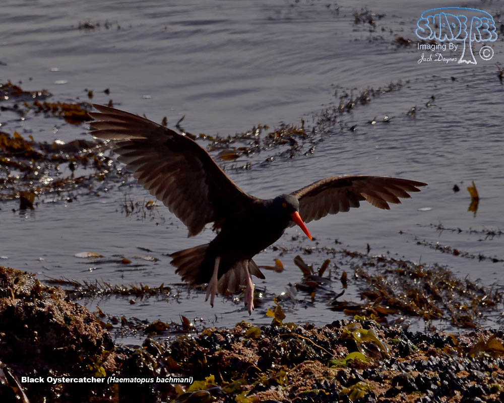 Black Oystercatcher - Haematopus bachmani